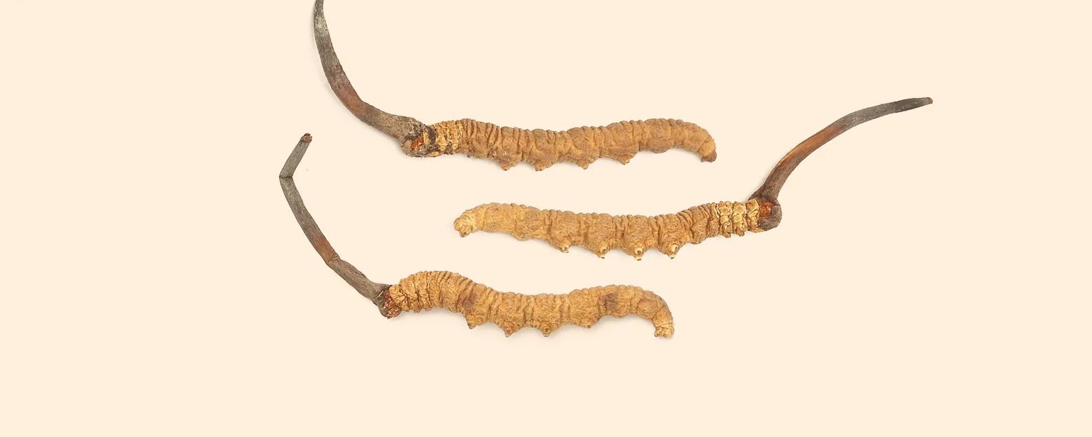 CORDYCEPS_2 (1)