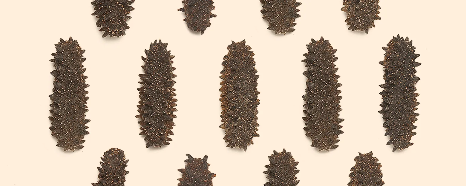 SEA CUCUMBER 1560x624px_5