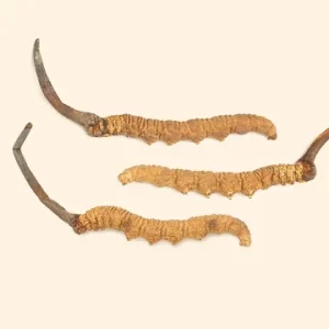 Cordyceps Sinesis