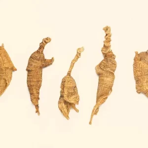 American Ginseng