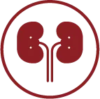 Kidney
